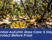 essential autumn rose care 5 steps to protect before frost LZSP