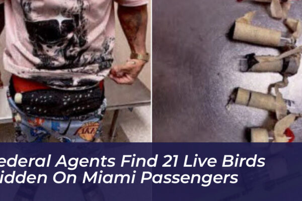 federal agents find 21 live birds hidden on miami passengers ZLHy