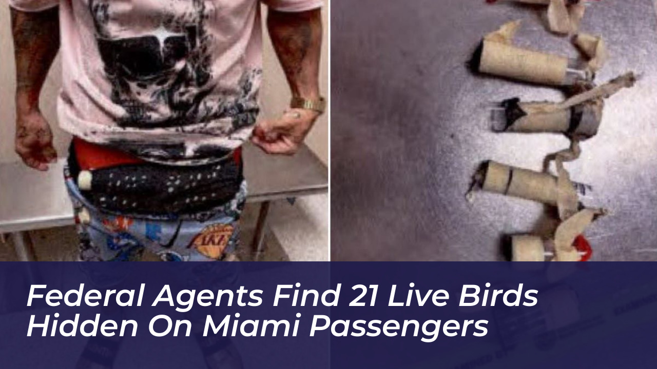 federal agents find 21 live birds hidden on miami passengers ZLHy
