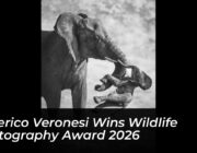 federico veronesi wins wildlife photography award 2026 hTVb