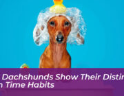 five dachshunds show their distinct bath time habits wSqx