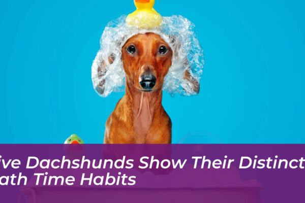 five dachshunds show their distinct bath time habits wSqx