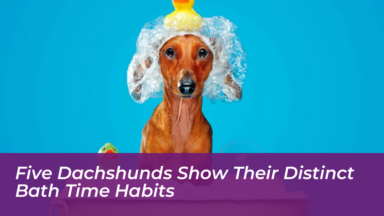 five dachshunds show their distinct bath time habits