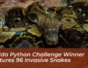 florida python challenge winner captures 96 invasive snakes khuE