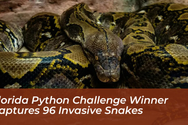 florida python challenge winner captures 96 invasive snakes khuE