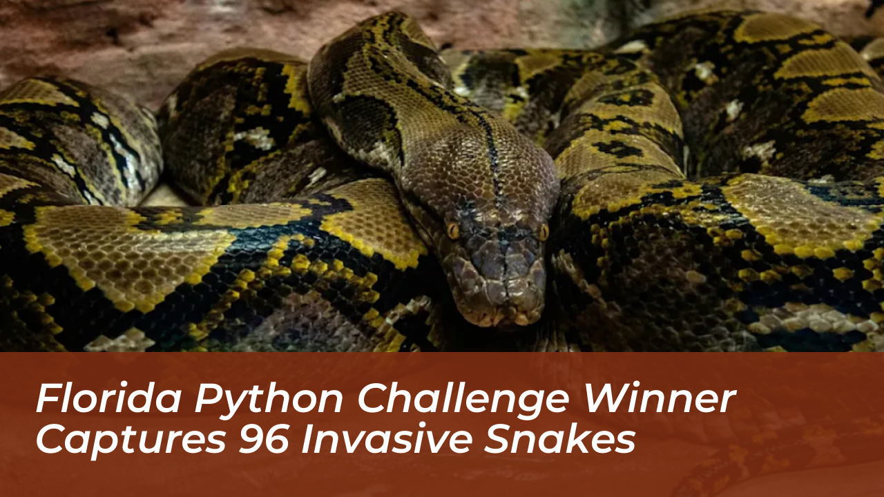 florida python challenge winner captures 96 invasive snakes khuE