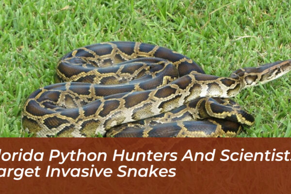 florida python hunters and scientists target invasive snakes 8Pt6