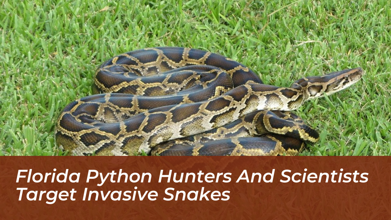florida python hunters and scientists target invasive snakes 8Pt6