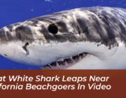 great white shark leaps near california beachgoers in video XliY