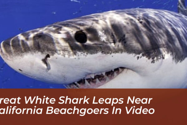 great white shark leaps near california beachgoers in video XliY
