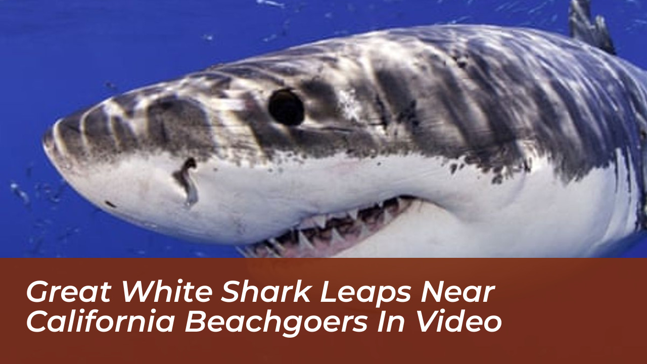 great white shark leaps near california beachgoers in video XliY