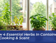 grow 4 essential herbs in containers for cooking scent tyqW