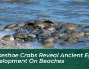 horseshoe crabs reveal ancient egg development on beaches kIrM