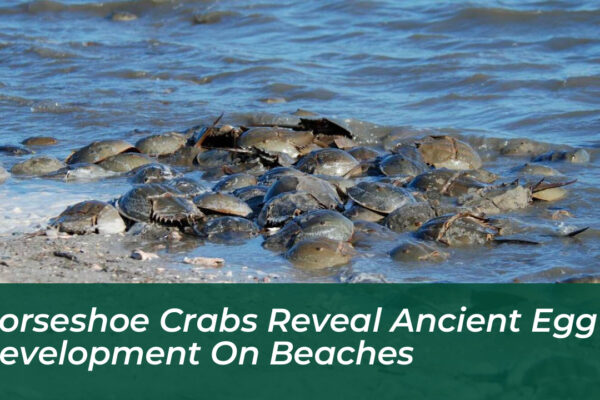 horseshoe crabs reveal ancient egg development on beaches kIrM