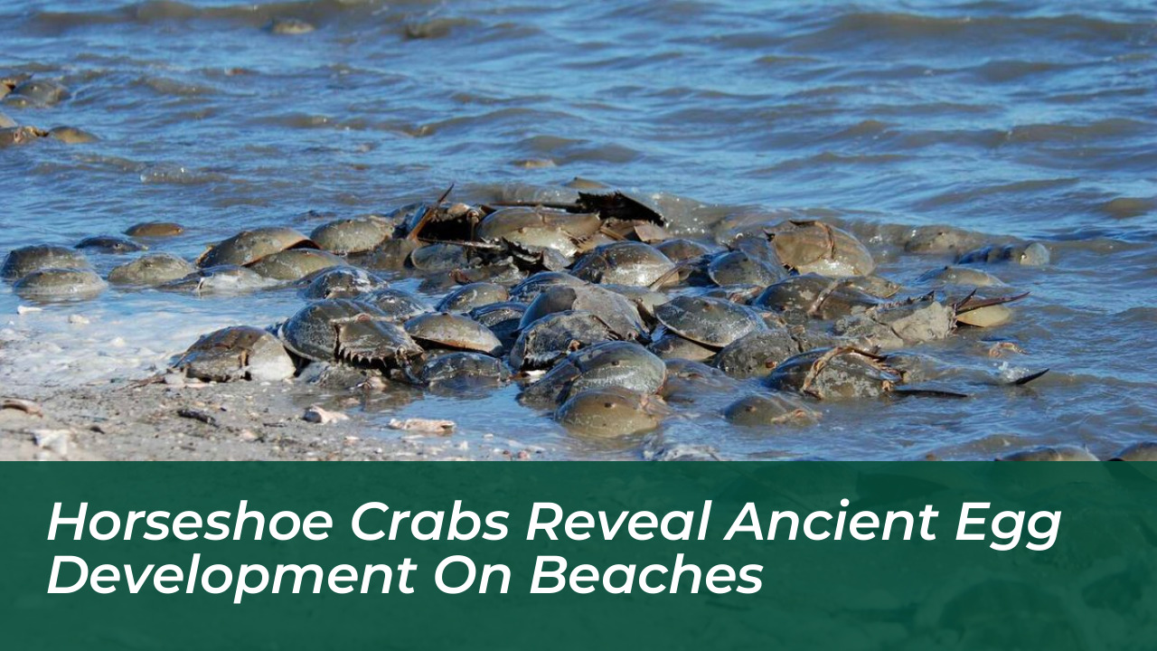 horseshoe crabs reveal ancient egg development on beaches kIrM