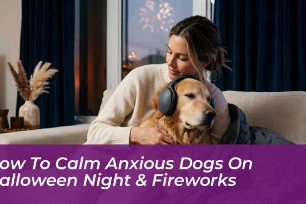 how to calm anxious dogs on halloween night fireworks CCC1