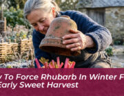 how to force rhubarb in winter for an early sweet harvest fFfT