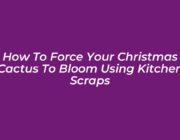 how to force your christmas cactus to bloom using kitchen scraps WUkx