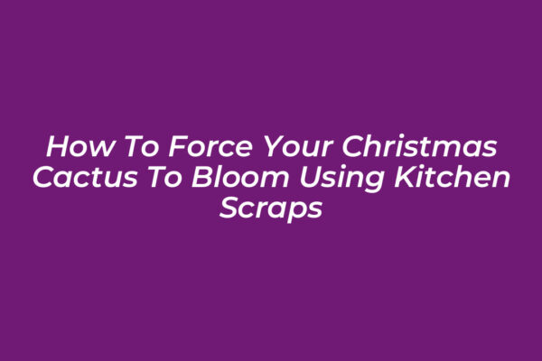 how to force your christmas cactus to bloom using kitchen scraps WUkx