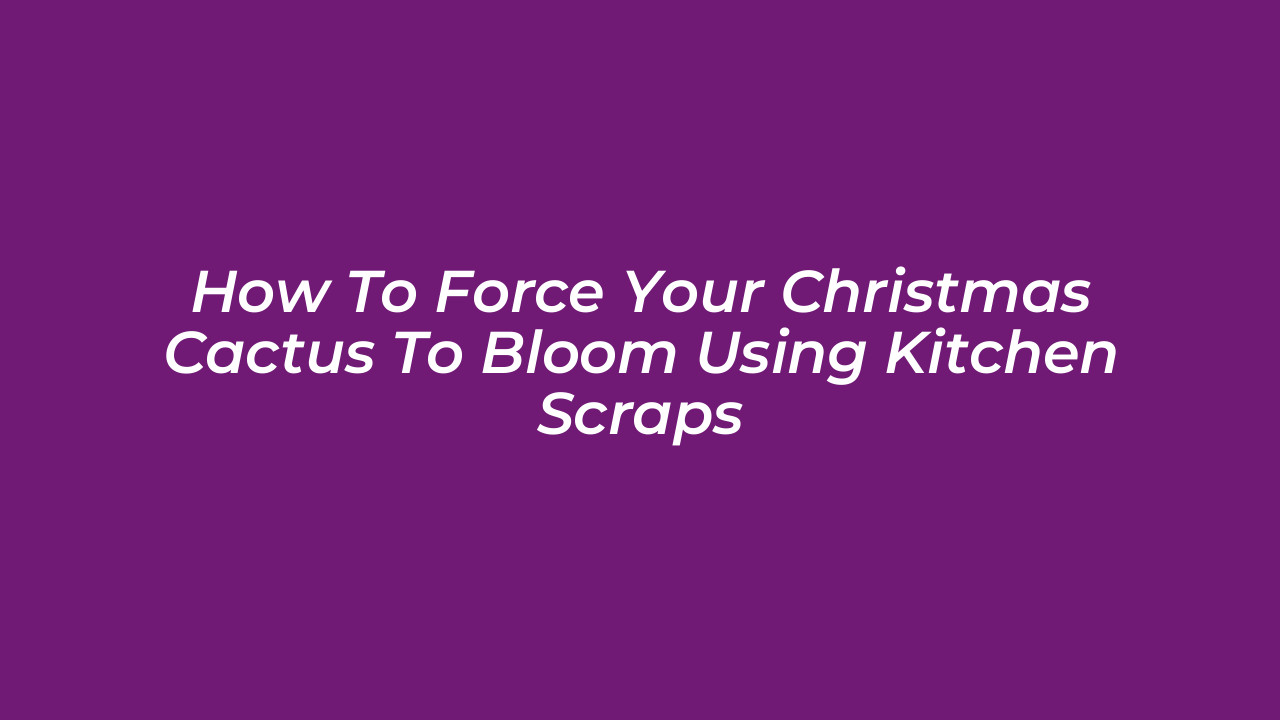 how to force your christmas cactus to bloom using kitchen scraps