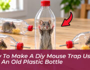 how to make a diy mouse trap using just an old plastic bottle ZI10