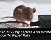 how to mix bay leaves and white vinegar to repel rats gHaf