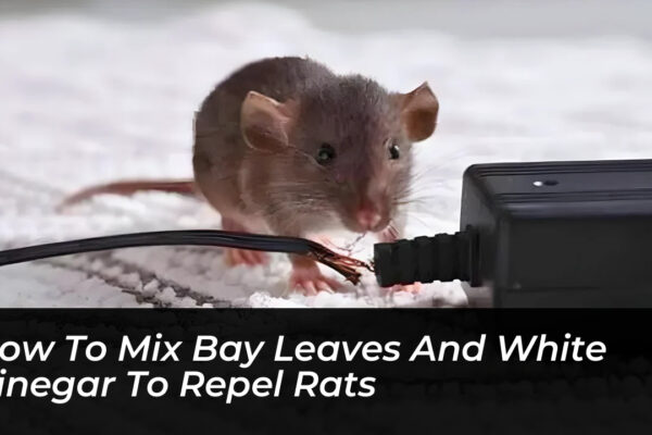how to mix bay leaves and white vinegar to repel rats gHaf