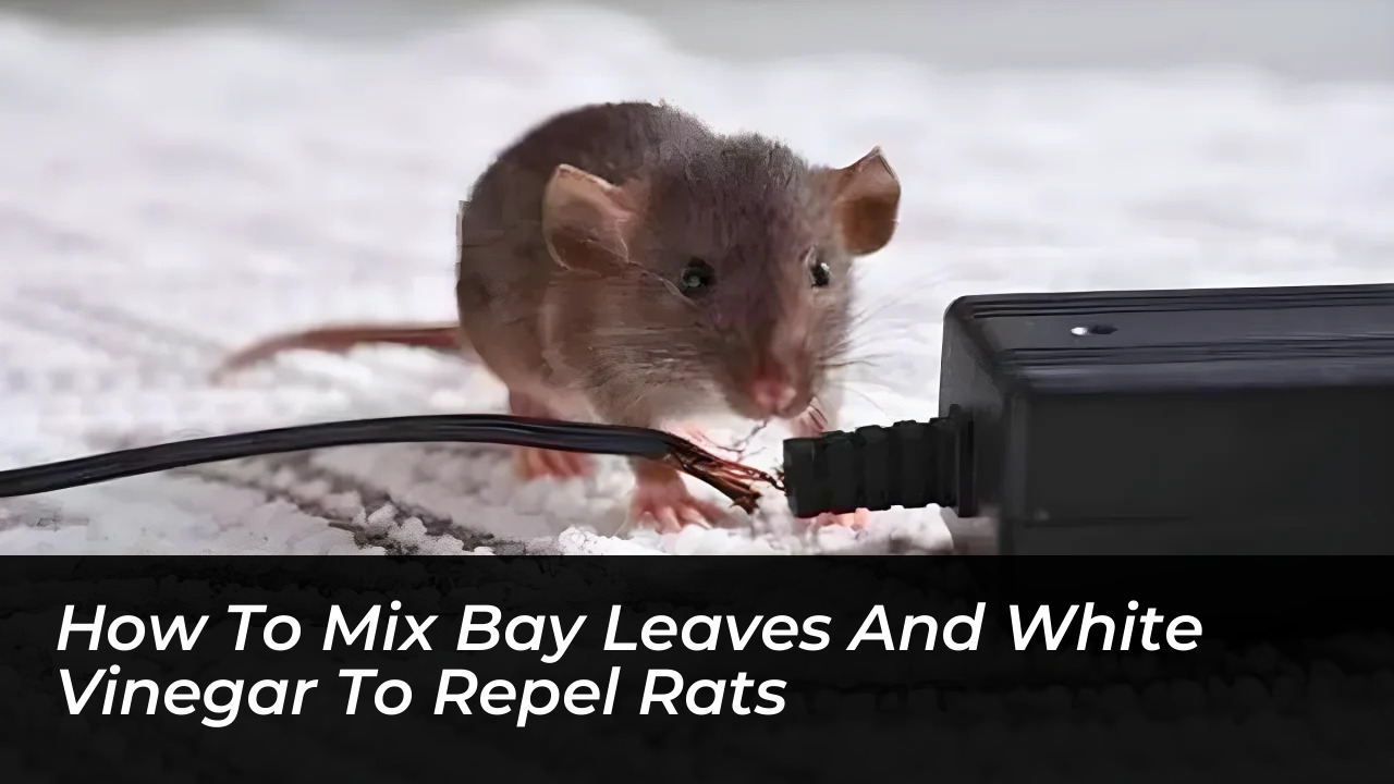how to mix bay leaves and white vinegar to repel rats gHaf