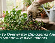 how to overwinter dipladenia and keep mandevilla alive indoors 7B5l