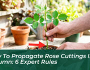 how to propagate rose cuttings in autumn 6 expert rules yjA9