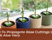 how to propagate rose cuttings using fresh aloe vera KvYA