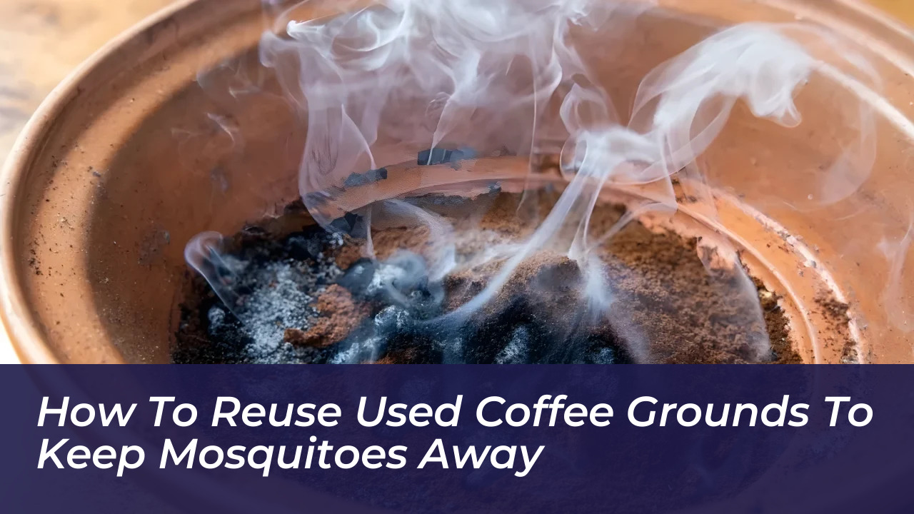 how to reuse used coffee grounds to keep mosquitoes away 8dJs