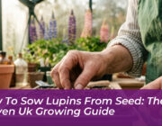 how to sow lupins from seed the proven uk growing guide oZI3
