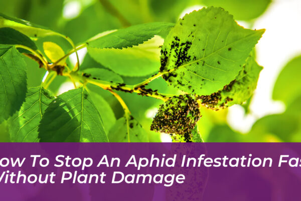 how to stop an aphid infestation fast without plant damage hF7x