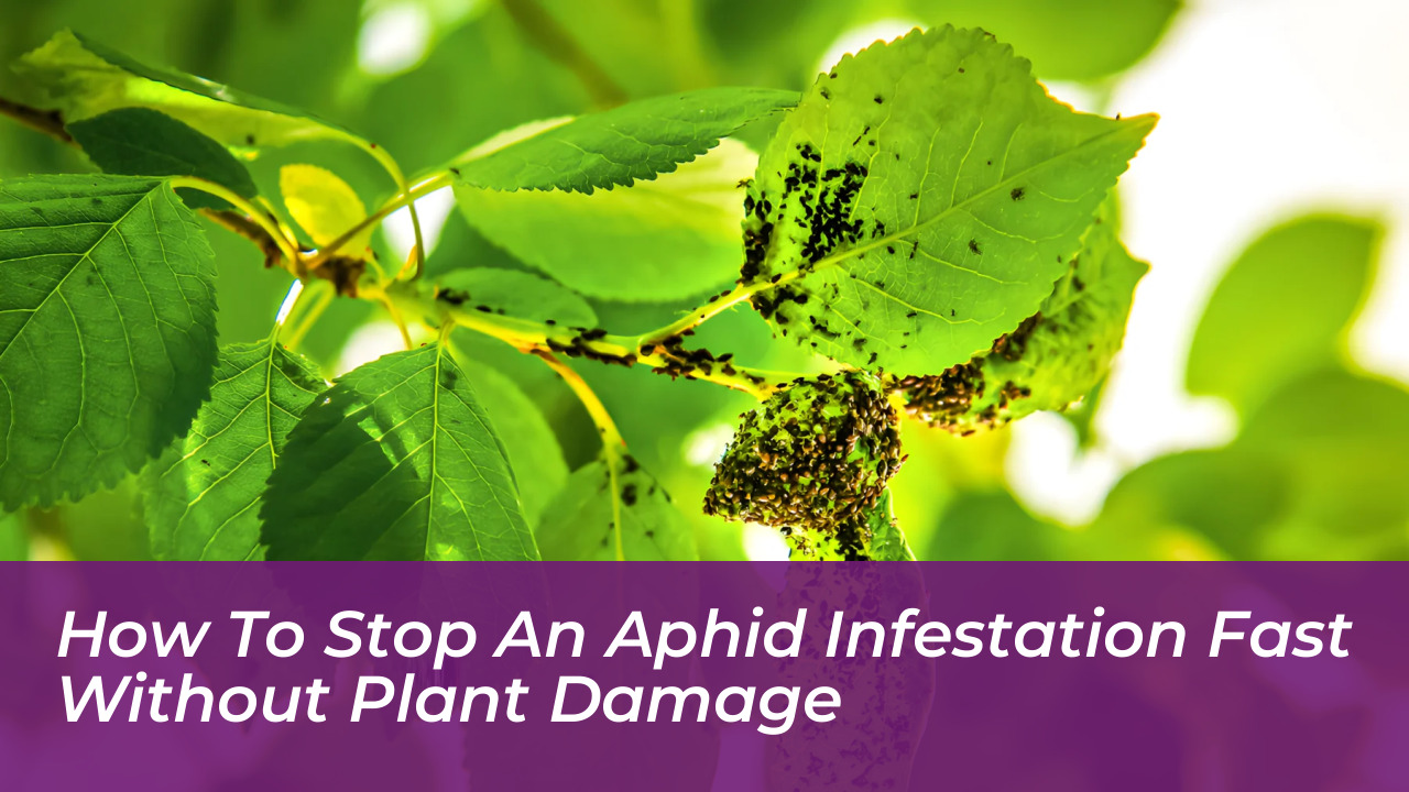 how to stop an aphid infestation fast without plant damage