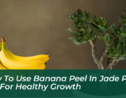 how to use banana peel in jade plant soil for healthy growth ykZG