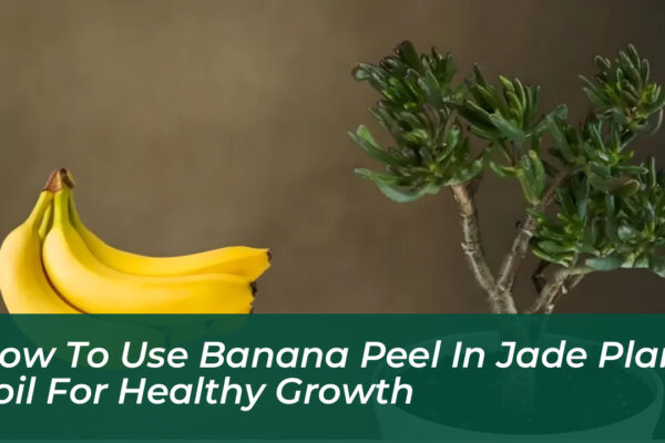how to use banana peel in jade plant soil for healthy growth ykZG