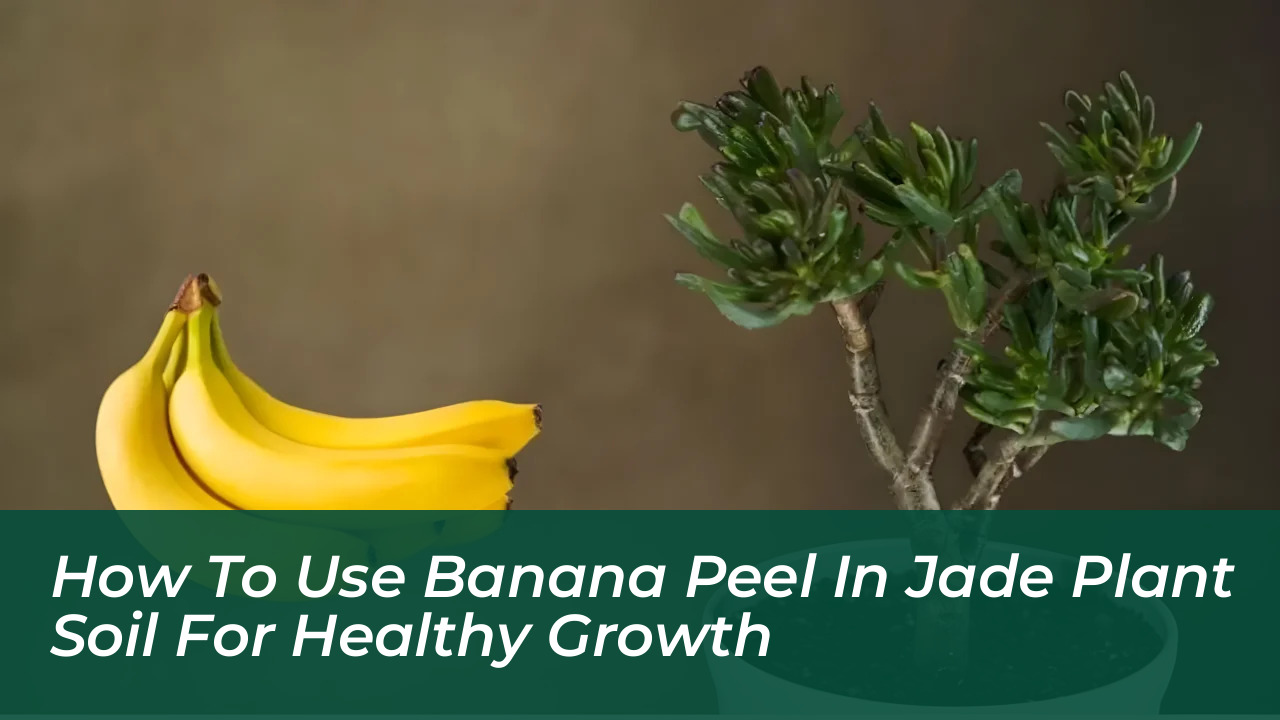 how to use banana peel in jade plant soil for healthy growth ykZG