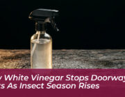 how white vinegar stops doorway pests as insect season rises hamF