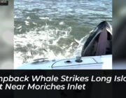 humpback whale strikes long island boat near moriches inlet rwrP