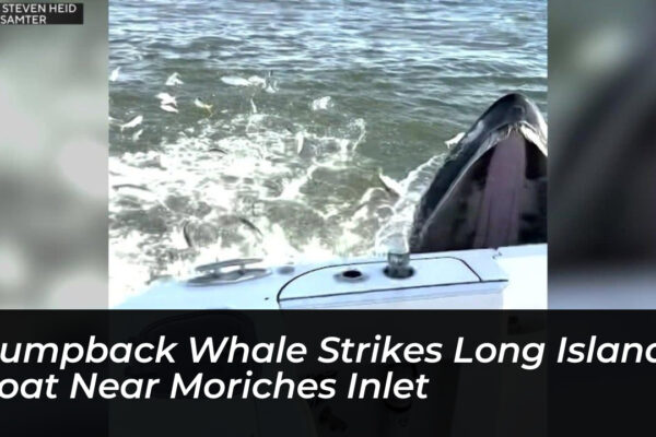 humpback whale strikes long island boat near moriches inlet rwrP