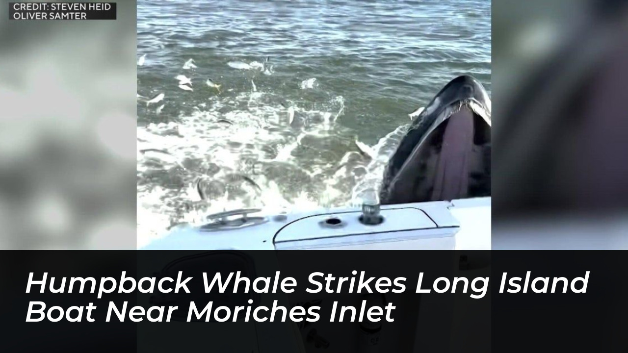 humpback whale strikes long island boat near moriches inlet rwrP