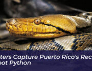 hunters capture puerto ricos record 18 foot python tzWC