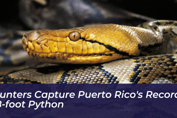 hunters capture puerto ricos record 18 foot python tzWC