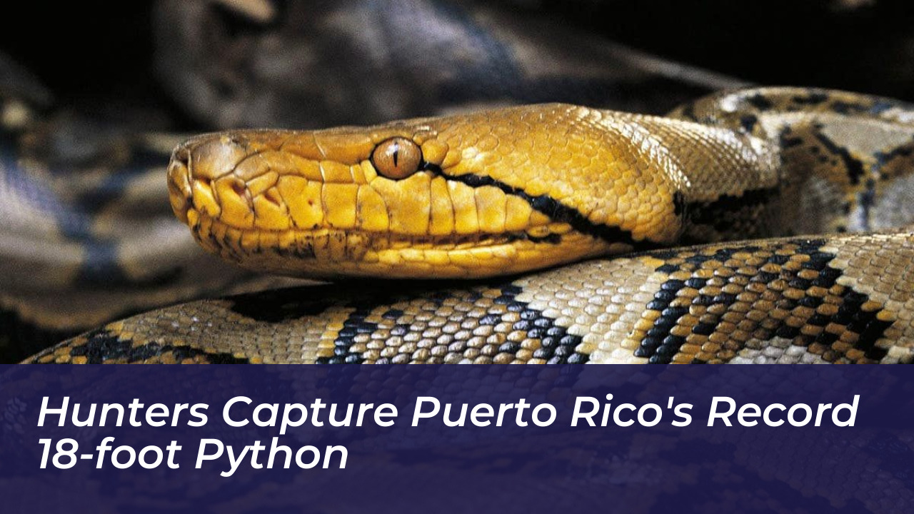 hunters capture puerto ricos record 18 foot python tzWC