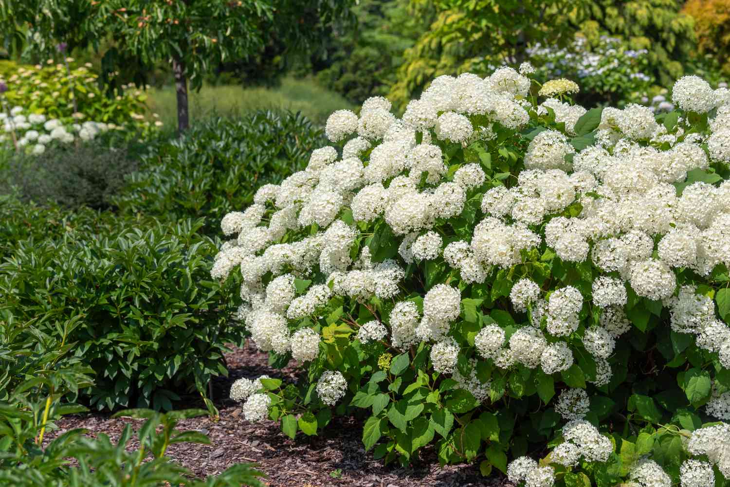 Why October Hydrangea Pruning Ruins Next Year's Blooms 4 Hydrangea Autumn Garden Pruners Flowers
