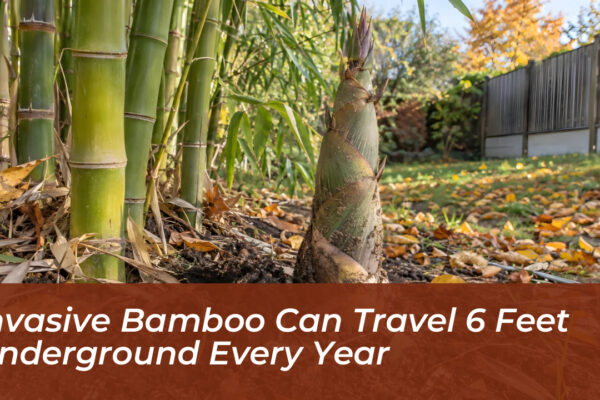 invasive bamboo can travel 6 feet underground every year MeK0
