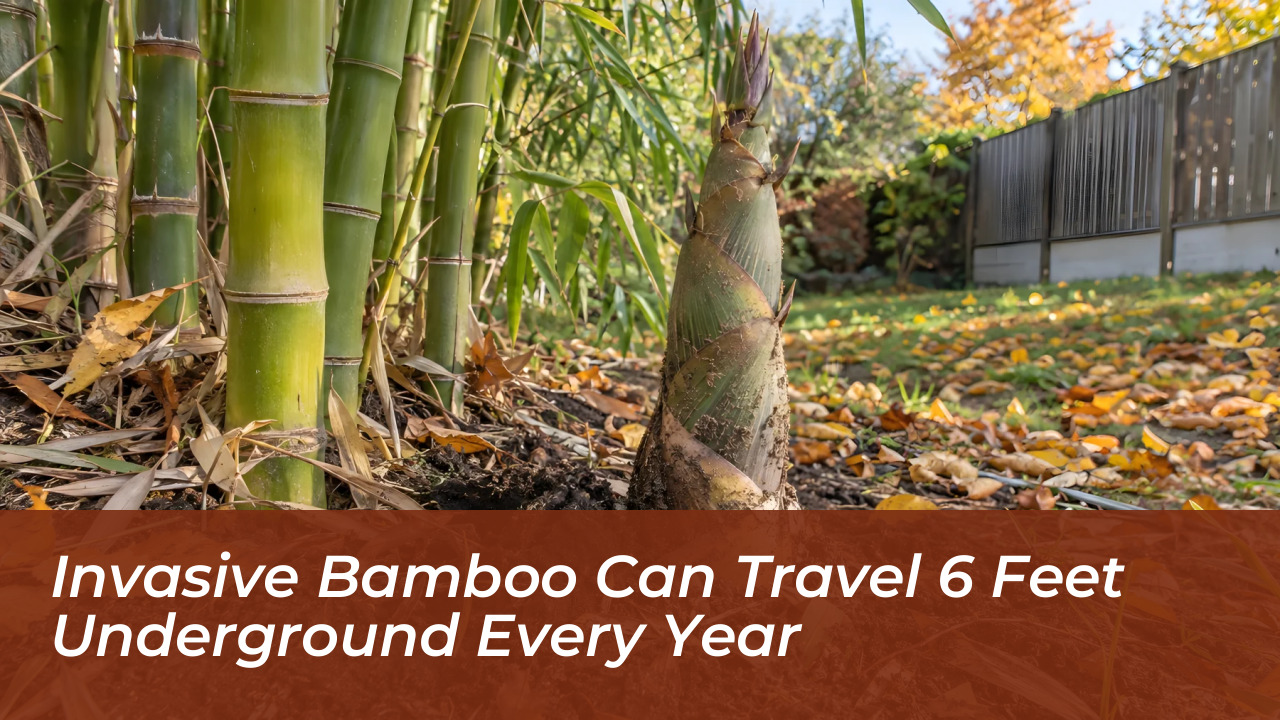 invasive bamboo can travel 6 feet underground every year MeK0
