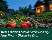 invasive lizards save strawberry patches from slugs in b c beix