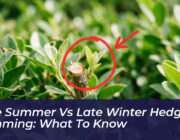 late summer vs late winter hedge trimming what to know d296